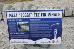 PICTURES/Cape Forchu/t_Foggy Fin Whale Sign.JPG